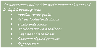 Text Box: Common mammals which could become threatened by high frequency fires
	Feather tailed glider
	Yellow footed antechinus
	Dusky antechinus
	Northern brown bandicoot
	Long nosed bandicoot
	Common ringtail possum 
	Sugar glider
