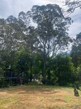 A dirt field with trees and a fence

Description automatically generated