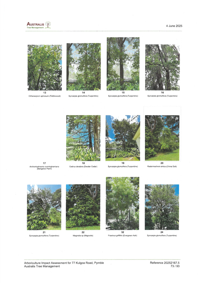A collage of trees

AI-generated content may be incorrect.
