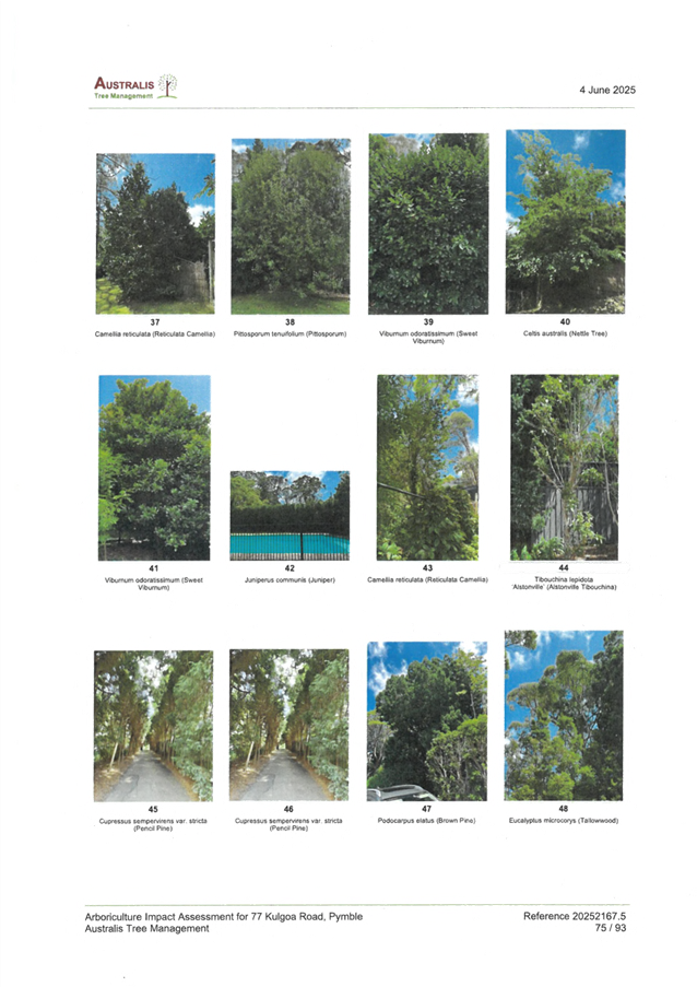 A collage of trees and roads

AI-generated content may be incorrect.