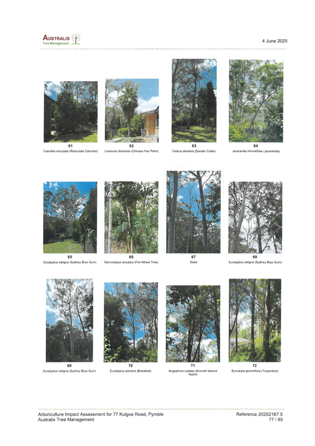A collage of photos of trees

AI-generated content may be incorrect.