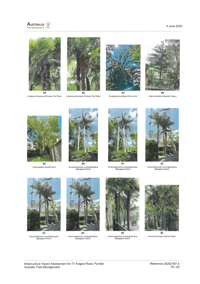 A collage of several trees

AI-generated content may be incorrect.