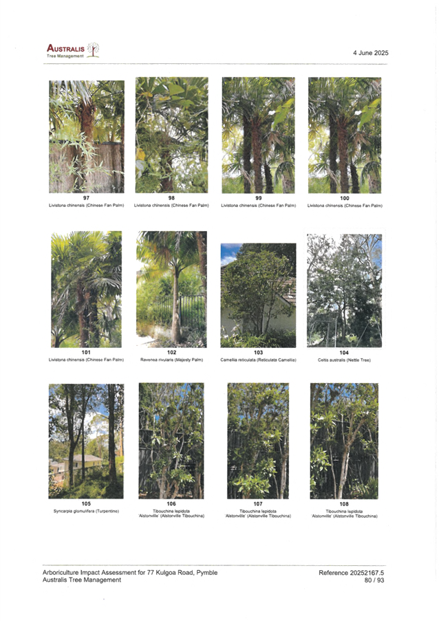 A collage of trees

AI-generated content may be incorrect.