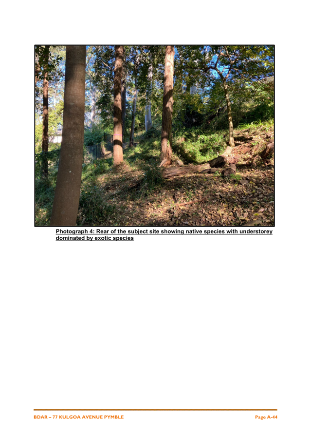 A close-up of a forest

AI-generated content may be incorrect.